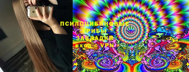 Галлюциногенные грибы Psilocybe  купить  цена  darknet Telegram  Горно-Алтайск 